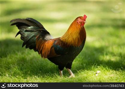 A wild Rooster is common in the parks of Oahu