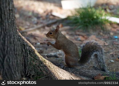 A wild squirrel in via Leon Battista Alberti at Milan, Lombardy, Italy