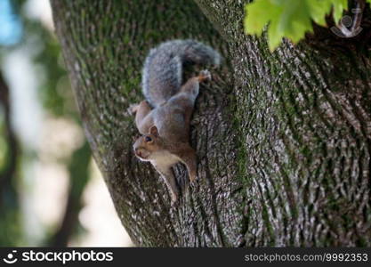 A wild squirrel in via Leon Battista Alberti at Milan, Lombardy, Italy