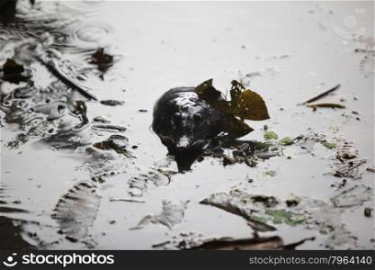 a wild water turtle in a garden in the city of Ayutthaya north of bangkok in Thailand in southeastasia.. ASIA THAILAND AYUTHAYA NATURE TURTLE