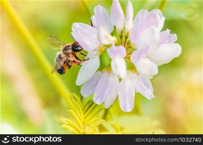 A wild wet bee gathering pollen on a pink clover flower