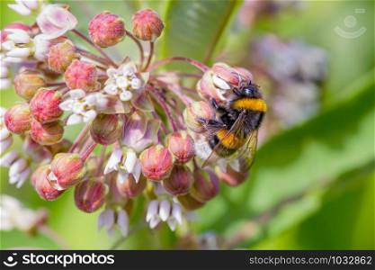 A wild wet bee gathering pollen on a pink clover flower