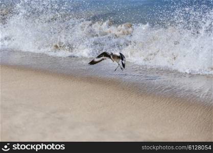 A willet bird, type of sandpiper running from ocean wave on Hermosa beach, California&#xA;