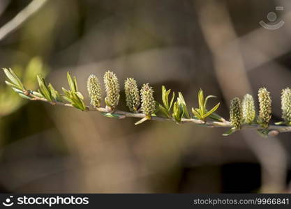 a willow tree, one of the first trees to bloom in spring