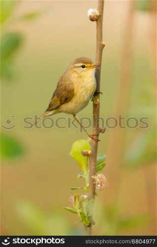 A Willow Warbler in a tree