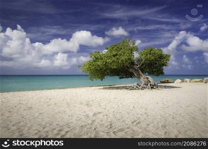 A windswept Divi Tree on a sunny day in Aruba on a white sandy beach with calm turquoise Caribbean sea waters.