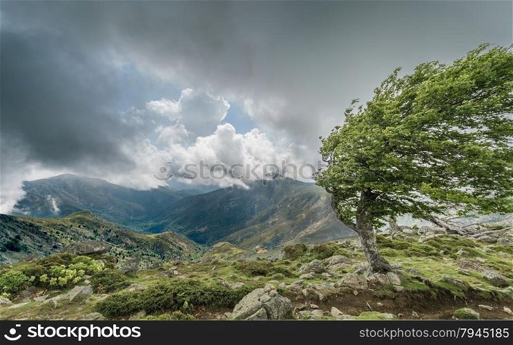 A windswept tree on a mountain ridge on the GR20 track in Corsica with dark clouds over distant mountains