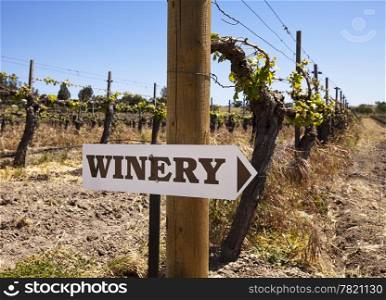 A winery sign in a vineyard surrounded by gnarly old vines. The vines are just starting to send out shoots in the spring.