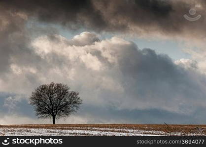 A Winter landscape with a lone tree