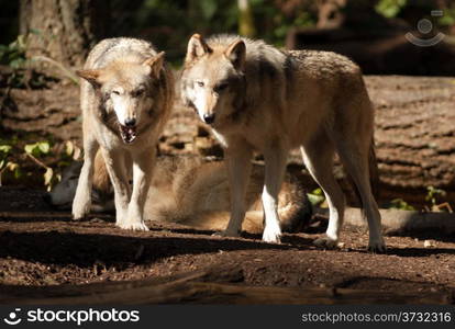 A Wolf Pair stands observing and playing together