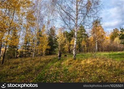 A woman and a dog walking in the autumn forest with yellow leaves on the trees on a sunny day.