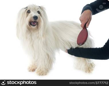 a woman brushing coton de tulear in front of white background