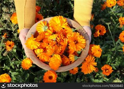 A woman farmer breaks flowers of a medical marigold. The harvest will be dried and the medicinal tincture will be made .. A woman farmer breaks flowers of a medical marigold. The harvest will be dried and the medicinal tincture will be made