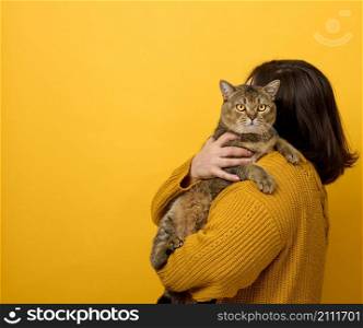 a woman in an orange sweater holds an adult Scottish Straight cat on a yellow background. Love to the animals
