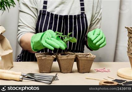 A woman in green gloves grows plants in paper cups. Plant growing at home
