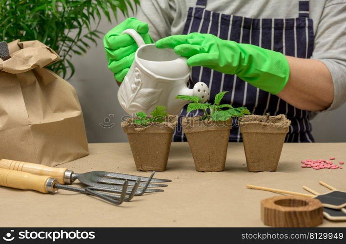 A woman in green rubber gloves holds a white ceramic watering can and waters seedlings in a brown paper cup on the table. Hobby and leisure