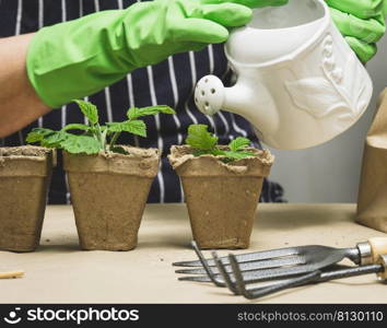 A woman in green rubber gloves holds a white ceramic watering can and waters seedlings in a brown paper cup on the table. Hobby and leisure