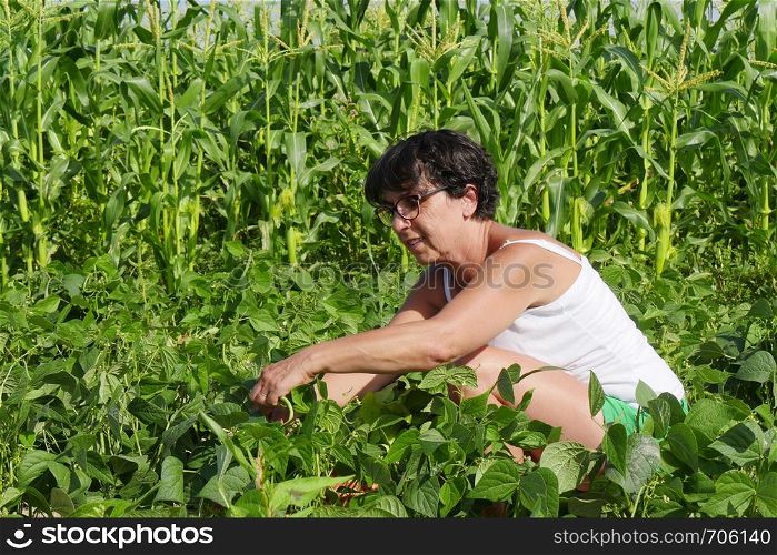 a woman is picking green beans in the garden