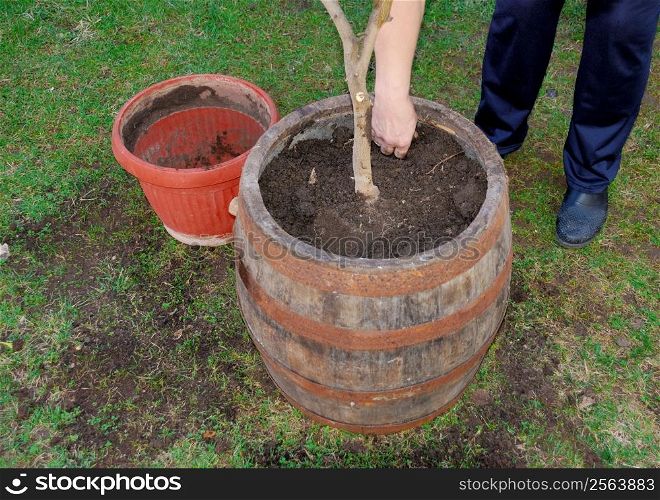 a woman is transplanting a tree to a bigger pot