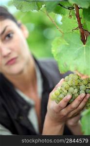 a woman picking a grape