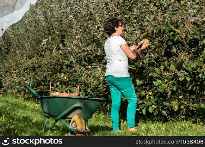A woman picking apples in the orchard