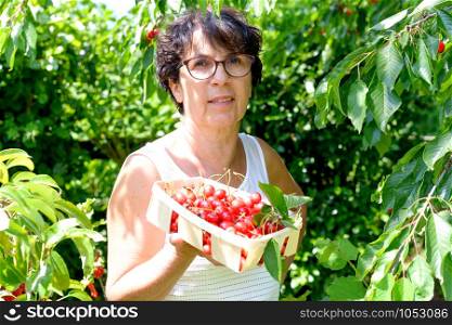 a woman picking red cherry from tree in summer garden