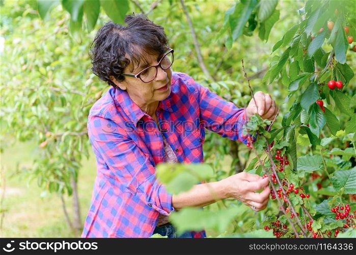 a woman picking red cherry from tree in summer garden