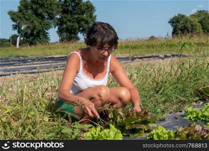 a woman picking salad in the field