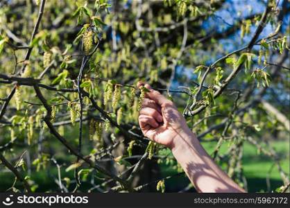 A woman&rsquo;s hand is touching a tree branch in spring