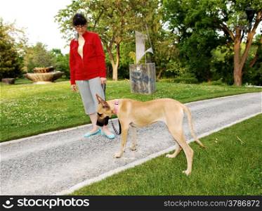A woman walking her dog, a Great Dane, in the park.