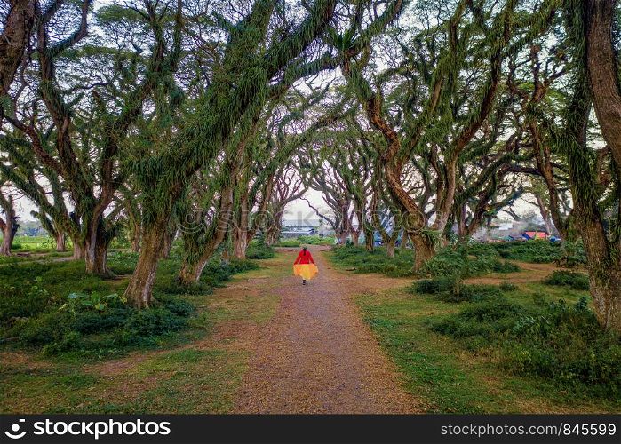 A woman walking on path with giant trees tunnel, Jawatan Perhutani. Indonesia. Java Island. Way through garden park in summer season. Natural landscape background.