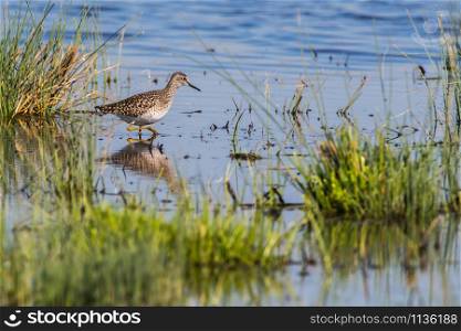 A wood sandpiper is searching for fodder