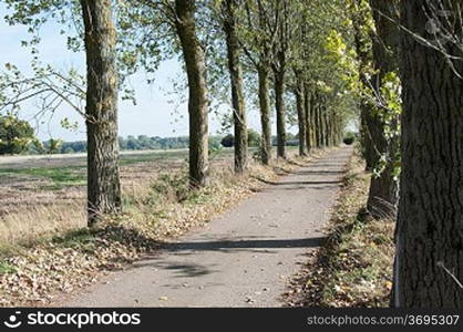 A wooded path