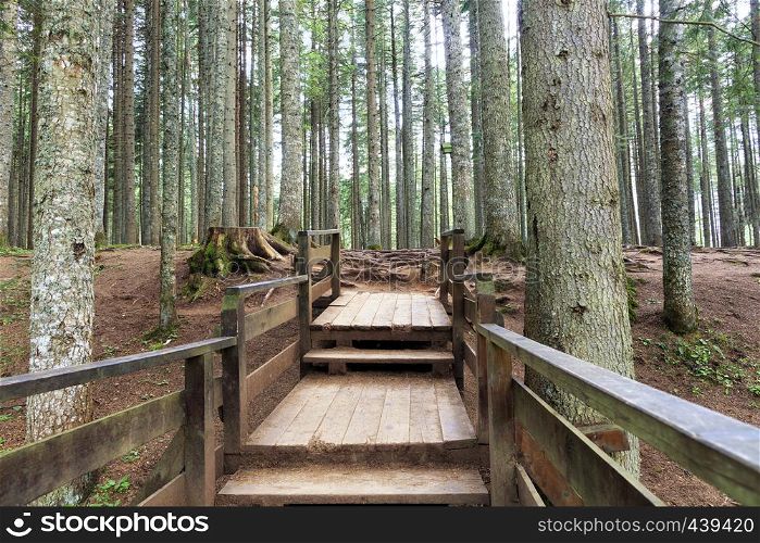A wooden, old platform leads to the roots of trees in the woods protruding from the ground and covered with moss.. Wooden platform among the old forest. The texture of the roots of trees in the old forest.