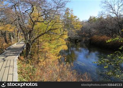 A wooden walkway along the stream in the forest during Autumn in Nikko, Japan