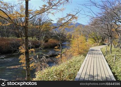 A wooden walkway along the stream in the forest during Autumn in Nikko, Japan