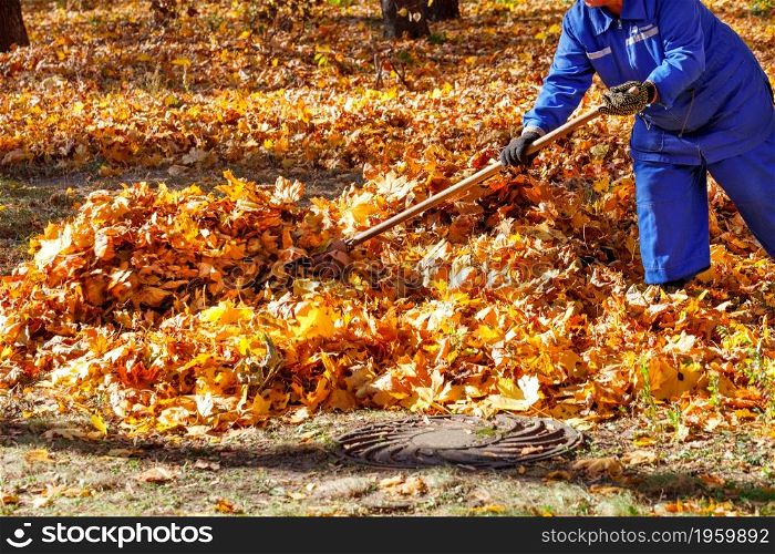 A worker in a blue overalls rakes the fallen orange leaves in a pile in a city park with a rake. Cleaning and ecology concept. Copy space.. A utility worker rakes the fallen leaves in a heap in a city park.