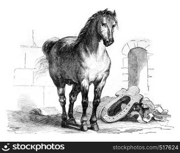 A workhorse, vintage engraved illustration. Magasin Pittoresque 1845.
