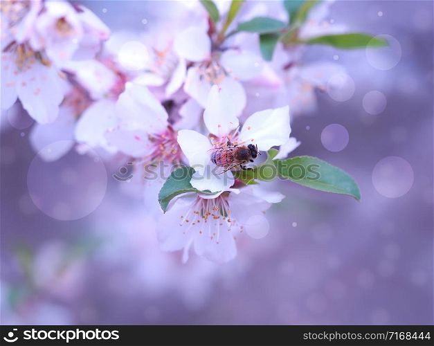 A working bee on flowering almonds. A beautiful branch of flowering almond in pink colors and with a blurred background.