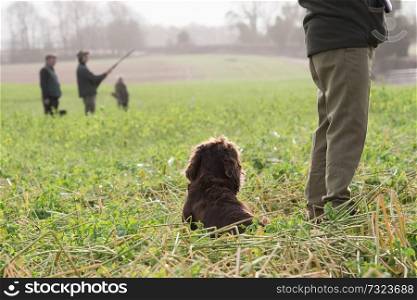 A working cocker spaniel waiting on the peg on a shoot day with a man with a shotgun in the background