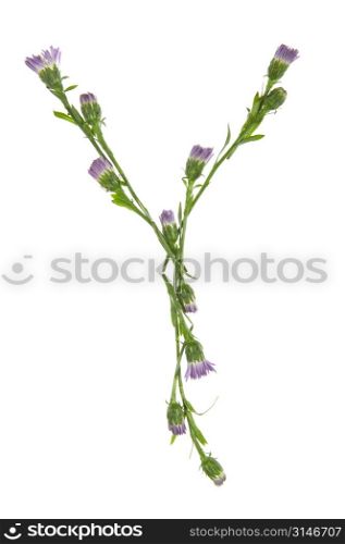 A Y Made Of Purple Flowers