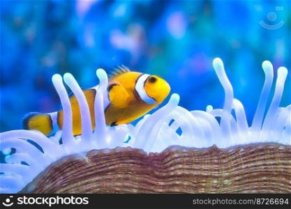 A yellow and white clown fish swimming among the tentacles of a sea anemone