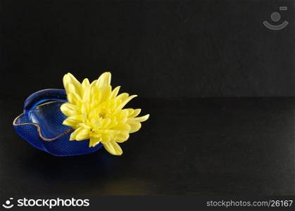 A yellow aster in a blue glass basket isolated on a black background