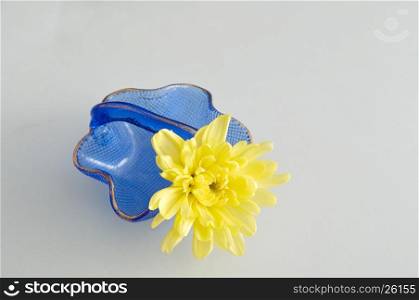 A yellow aster in a blue glass basket isolated on a white background