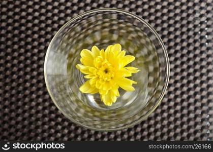 A yellow aster in a glass isolated on a black background