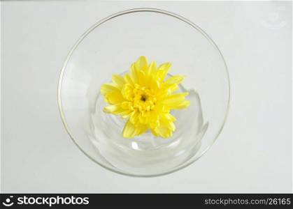 A yellow aster in a glass isolated on a white background