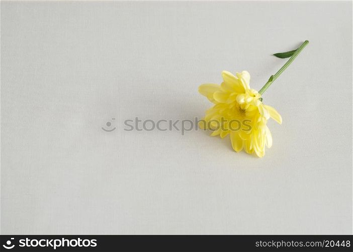 A yellow aster isolated on a white background