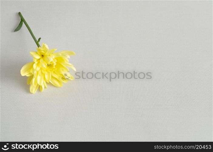 A yellow aster isolated on a white background