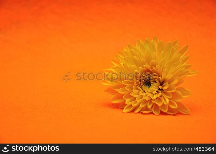 A yellow aster on an orange background