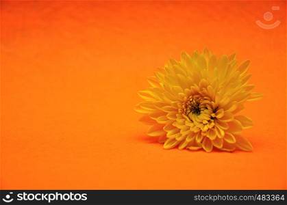 A yellow aster on an orange background